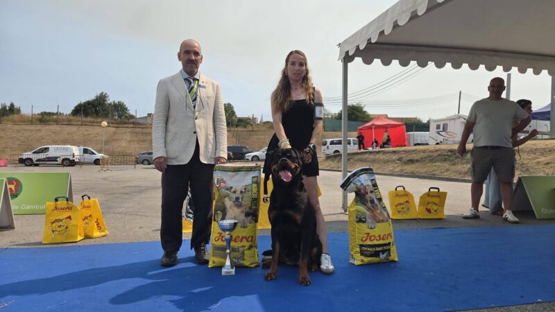 Especial Rottweiler Aveiro